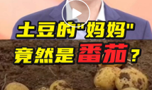 成人科学童话，马铃薯的身世奥秘之《小土豆找妈妈》科普视频
